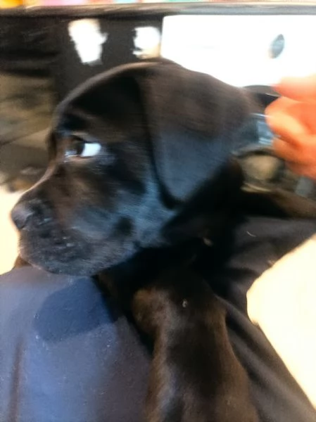 Cucciolo di Cane Corso  | Foto 4