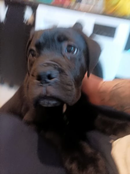 Cucciolo di Cane Corso  | Foto 3
