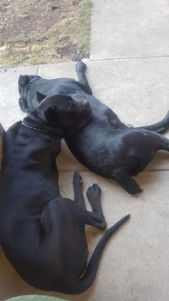 Cucciolo di Cane Corso  | Foto 2