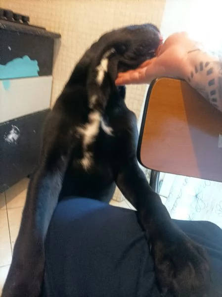 Cucciolo di Cane Corso  | Foto 1