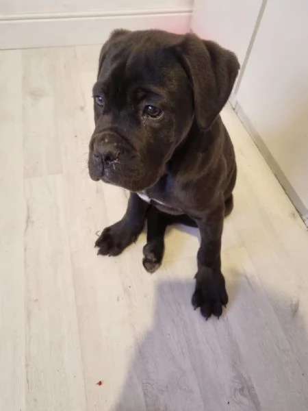 Cucciolo di Cane Corso  | Foto 0