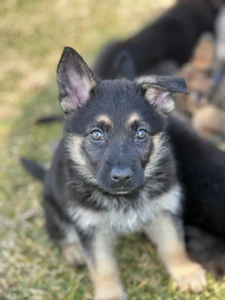 CUCCIOLA DI PASTORE TEDESCO | Foto 4