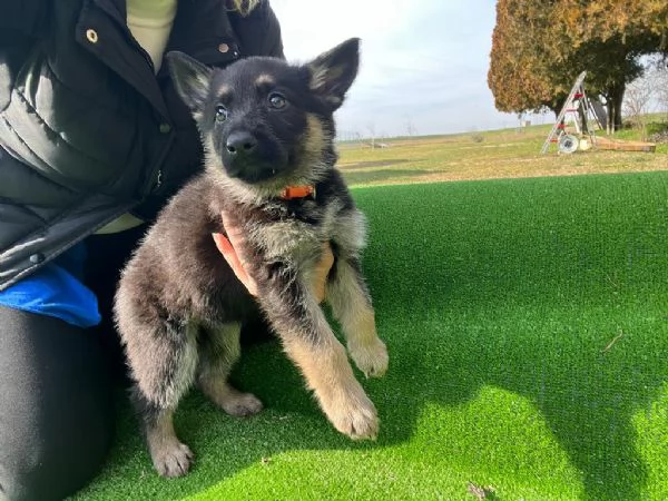 CUCCIOLA DI PASTORE TEDESCO | Foto 2