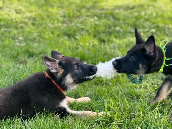 CUCCIOLA DI PASTORE TEDESCO | Foto 0