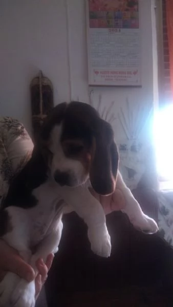 Vendo  | Foto 1