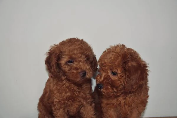 Regalo due cuccioli barboncino toy rosso | Foto 1