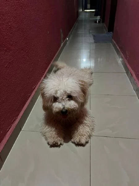 Cane maltese