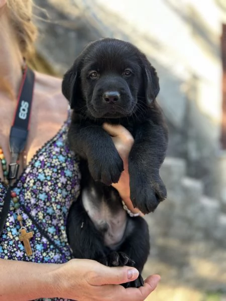 CUCCIOLI LABRADOR RETRIEVER CON PEDIGREE | Foto 1