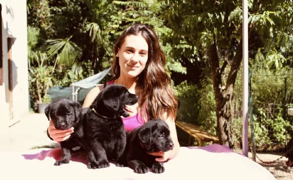 CUCCIOLI LABRADOR RETRIEVER CON PEDIGREE | Foto 0