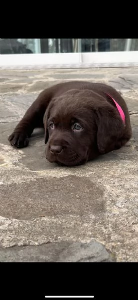 Utimi 3 cuccioli rimasti Labrador top | Foto 3