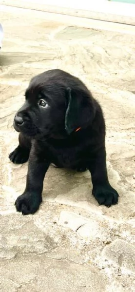 Utimi 3 cuccioli rimasti Labrador top | Foto 1