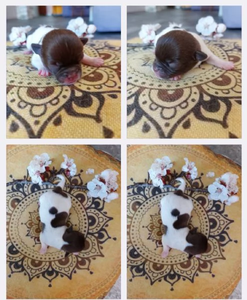 Cuccioli chihuahua Lilac e chocolat cioccolato  | Foto 3