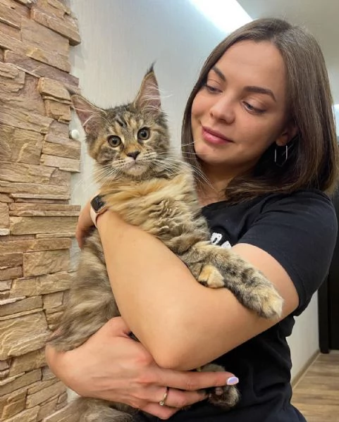 Gatto Maine Coon disponibile per adozione | Foto 0