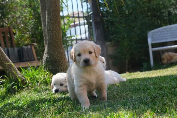 Cuccioli di golden retriever con pedigree Enci | Foto 2