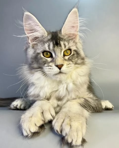 Gattini Maine Coon in adozione | Foto 2