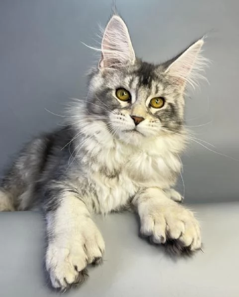 Gattini Maine Coon in adozione | Foto 1