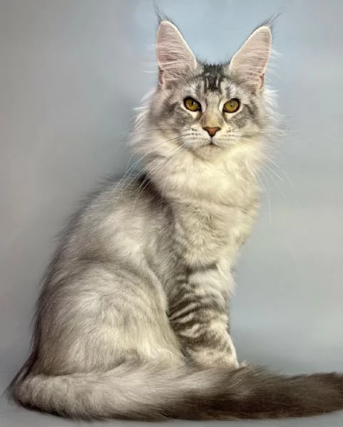 Gatto Maine Coon in adozione | Foto 1