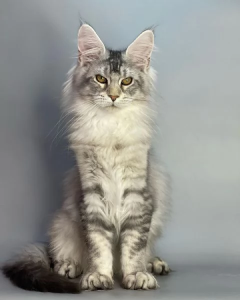 Gatto Maine Coon in adozione | Foto 0