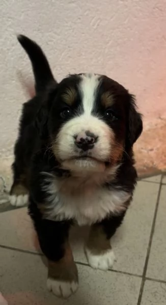 Cucciolo Bovaro del Bernese