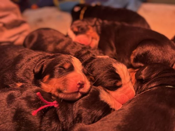 Cucciolo Bovaro del Bernese