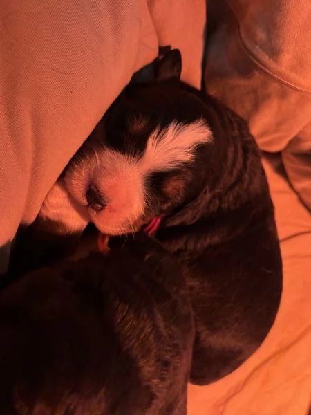 Cucciolo Bovaro del Bernese | Foto 0