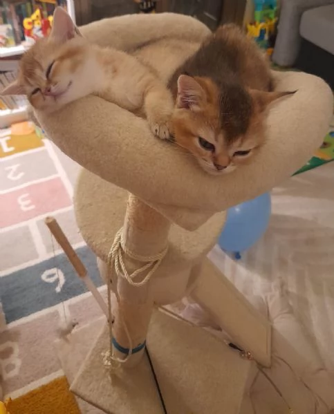 Gattini Scottish Straight  Maschio e Femmina | Foto 4