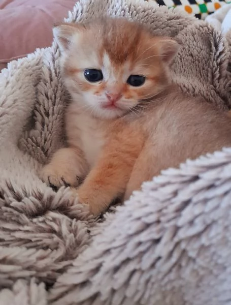 Gattini Scottish Straight  Maschio e Femmina | Foto 3