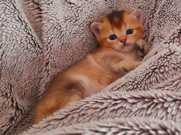 Gattini Scottish Straight  Maschio e Femmina | Foto 2