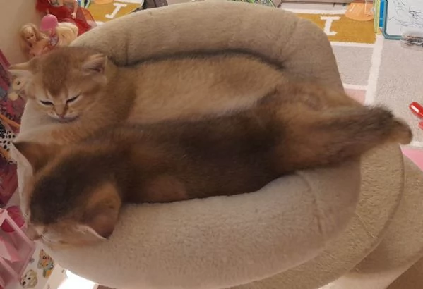 Gattini Scottish Straight  Maschio e Femmina | Foto 1