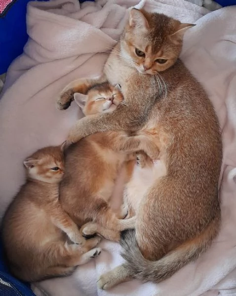 Gattini Scottish Straight  Maschio e Femmina