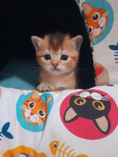 Gattini Scottish Straight  Maschio e Femmina | Foto 0