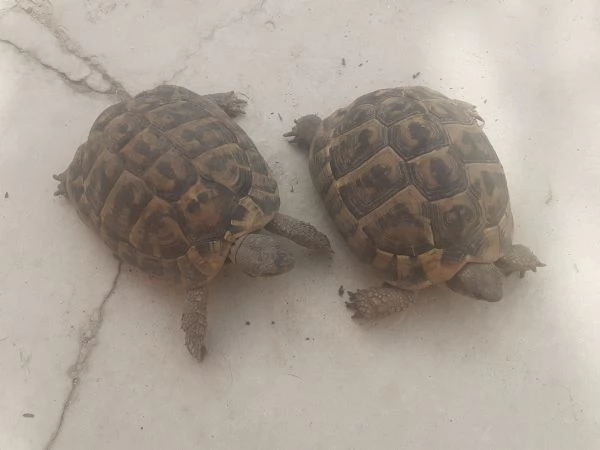 tartarugheTestudo Hermanni | Foto 0