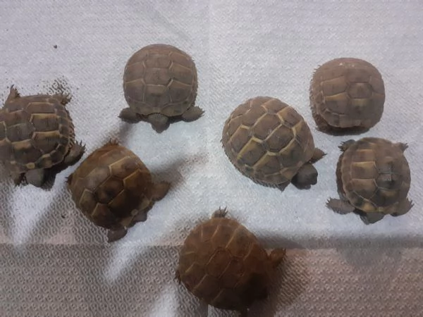 Tartarughe Hermanni 