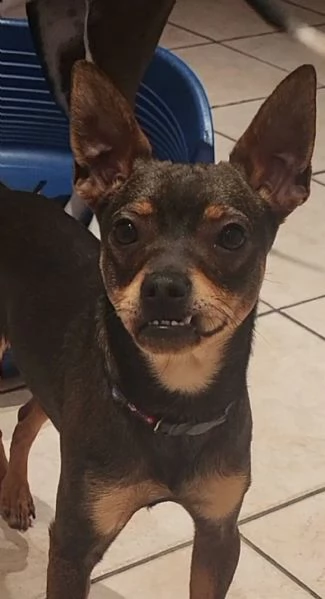 Regalo pinscher 