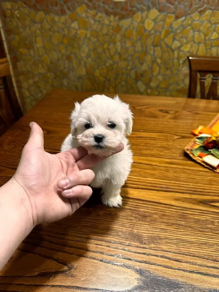 Mini Maltesina di 65 giorni  | Foto 0