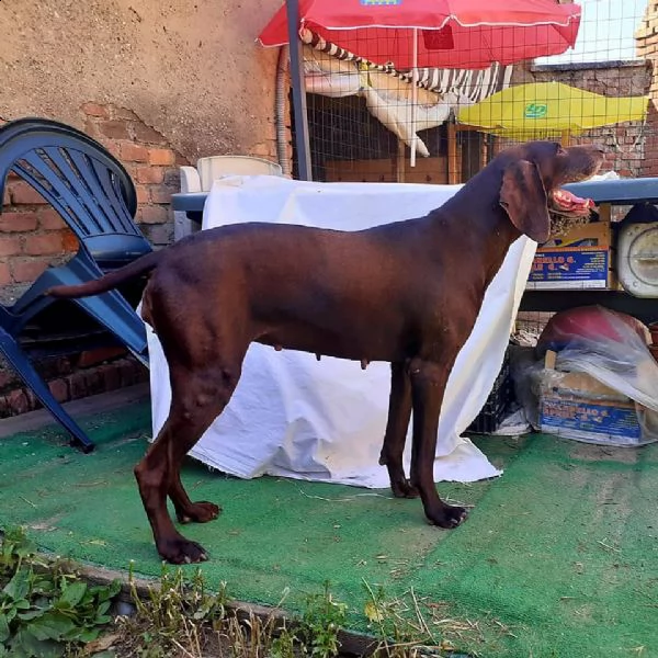 laika equilibrata e coccolona | Foto 2