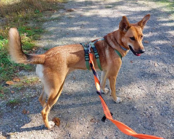 Gretel dolcissima cagnolina | Foto 3