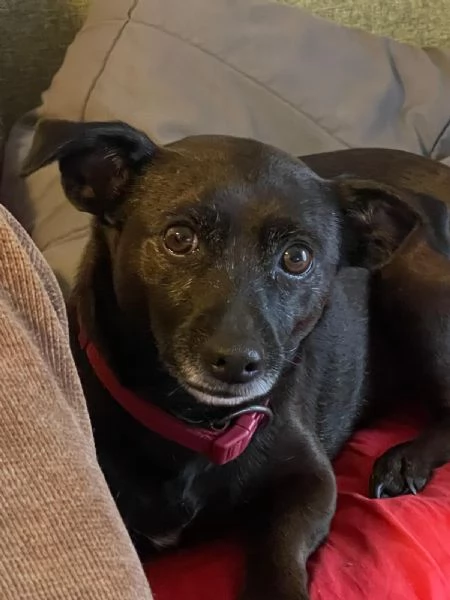 tata cane taglia piccola cerca casa | Foto 4