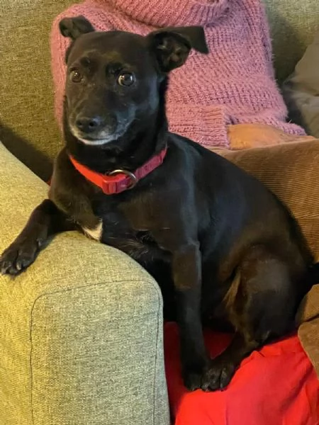 tata cane taglia piccola cerca casa | Foto 3