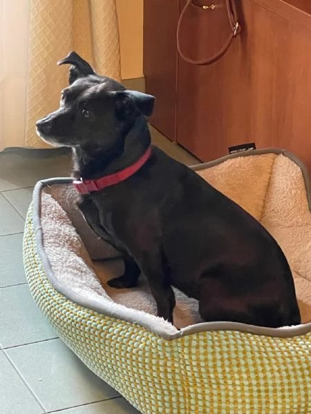 tata cane taglia piccola cerca casa | Foto 0