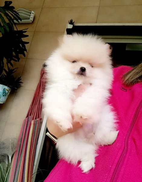 Cuccioli Spitz di Pomerania