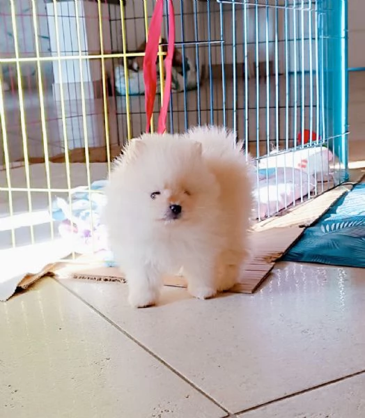 Cuccioli Spitz di Pomerania | Foto 1