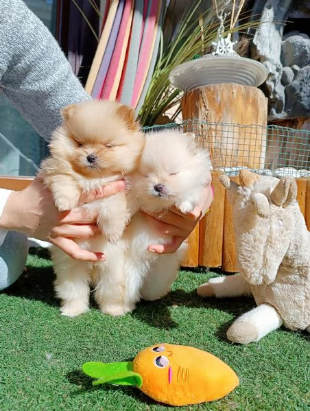 Cuccioli Spitz di Pomerania | Foto 0