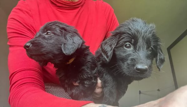 Cuccioli Flat Coat Retriver