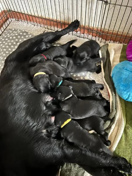 Cuccioli Flat Coat Retriver | Foto 0