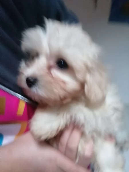 Cuccioli maltese