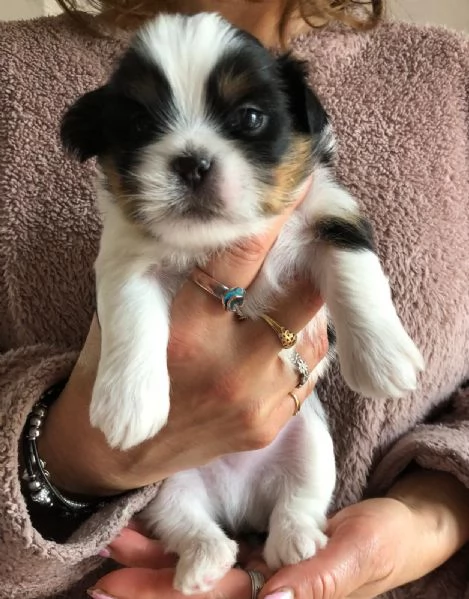 Meravigliosi Cuccioli Lhasa Apso cani di taglia piccola | Foto 5