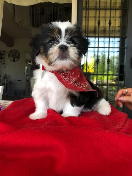 MERAVIGLIOSI CUCCIOLI DI PICCOLA TAGLIA LHASA APSO  IL PICCOLO LEONE TIBETANO | Foto 6