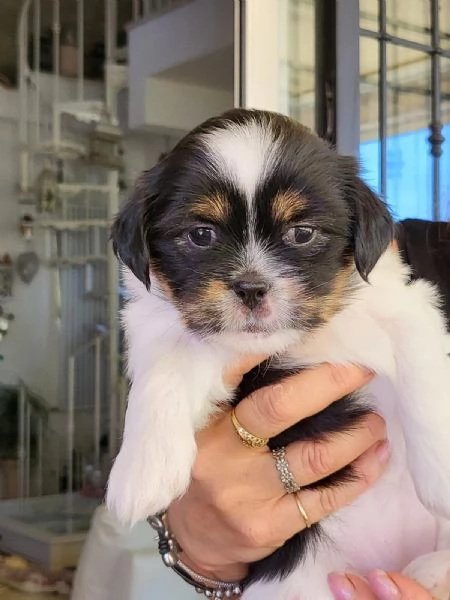 MERAVIGLIOSI CUCCIOLI DI PICCOLA TAGLIA LHASA APSO  IL PICCOLO LEONE TIBETANO | Foto 4