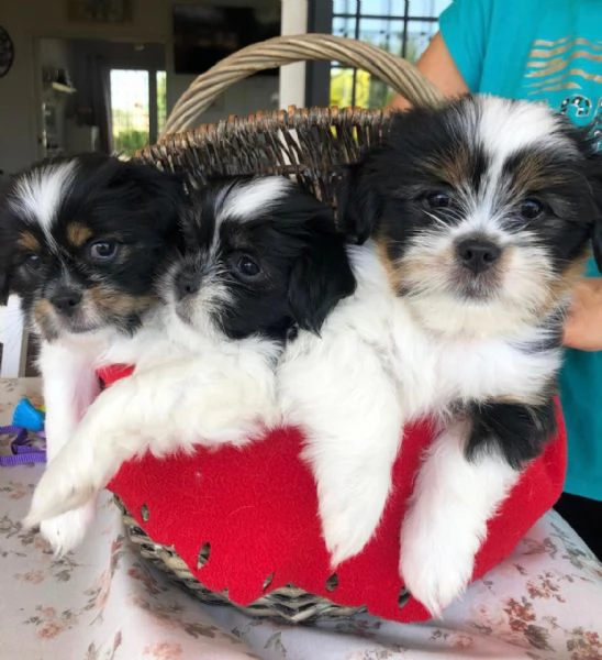 MERAVIGLIOSI CUCCIOLI DI PICCOLA TAGLIA LHASA APSO  IL PICCOLO LEONE TIBETANO | Foto 3